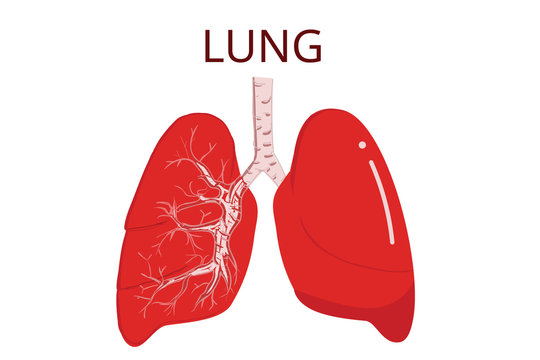 Human lungs, isolated vector illustration on White background.