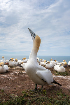 colony of Northern Gannet (Morus bassanus)