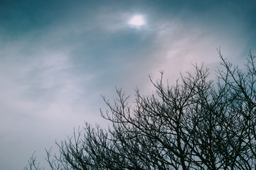 branch in the sky