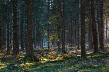 Fototapete bei efototapeten.de bestellen   