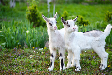 Obraz premium Two white baby goats standing on green lawn