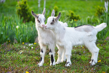 Naklejka na ściany i meble Two white baby goats standing on green lawn