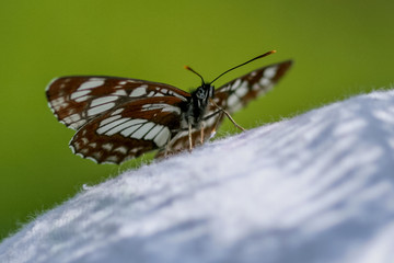 Butterflies 20070625 2765 20D
