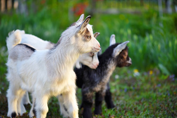Naklejka na ściany i meble Cute little goats standing on green lawn