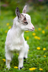 White baby goat standing on green lawn