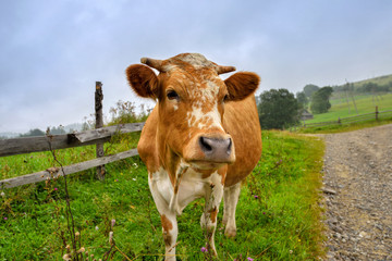 Beautiful white red-haired young cow on pasture looking at camera