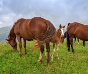 Naklejka na ściany i meble Horses on the meadow in the mountains. Foggy morning pasture