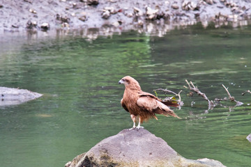 black kite in forest