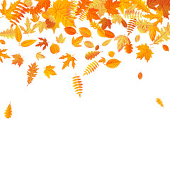 Orange and yellow falling autumn leaves template. EPS 10