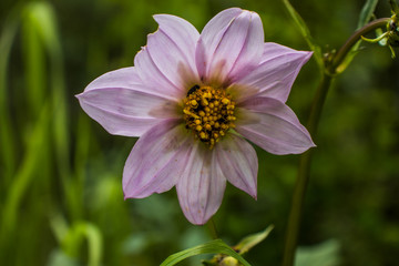 Flor lila