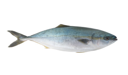 Yellowtail amberjack fish isolated on white background