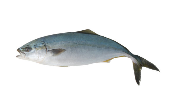 Yellowtail amberjack fish isolated on white background