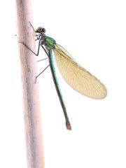 Beautiful demoiselle (Calopteryx virgo) on dry stem isolated on white