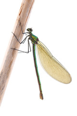 Female of Beautiful demoiselle (Calopteryx virgo)  isolated on white