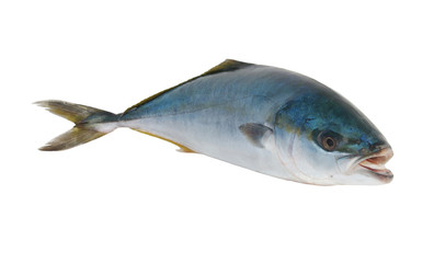 Seriola dumerili fish or greater amberjack fish isolated on white background 