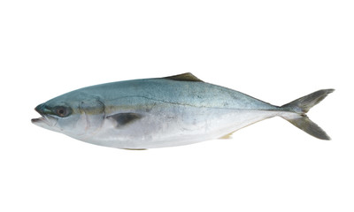 Yellowtail amberjack fish isolated on white background.