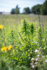 fields of industrial hemp in Estonia