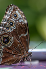 Papillon exotique dans une serre tropicale