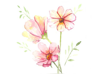 pink flower watercolor isolate on white background