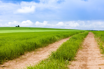 Rural road that goes through green meadows and fields. Sunny summer day