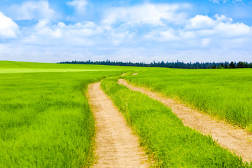 Rural road that goes through green meadows and fields. Sunny summer day