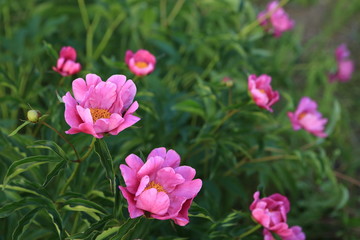 Obraz premium pink flowers in the garden