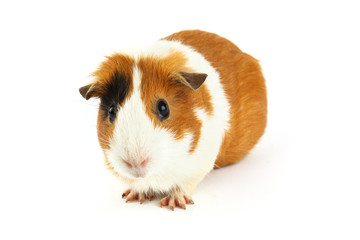 Guinea pig isolated on white