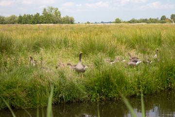 Grey geese in green grass in the field with lake. Resting geese in summer meadow. Waterfowl concept. Birds concept. Rural landscape with wild birds.