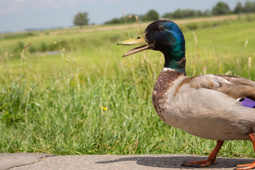 Funny mallard duck walking in the field. Waterfowl on farm. Farm poultry. Duck with open beak and bright feathers. Birds concept. 