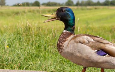 Funny mallard duck walking in the field. Waterfowl on farm. Farm poultry. Duck with open beak and bright feathers. Birds concept. 
