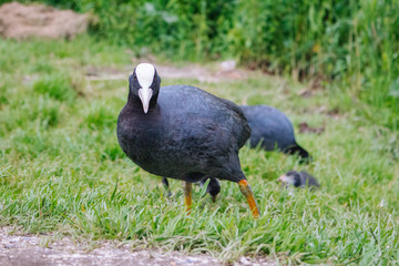 Coot in grass looking at camera. Eurasian coot on farm. Waterfowl in park. Birds concept. Wild nature concept. Ornithology background. Black bird with white head portrait.