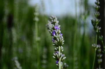 Obraz premium Summer season in Provence - fresh lavanda flowers at pastel colors of ultraviolet tone.