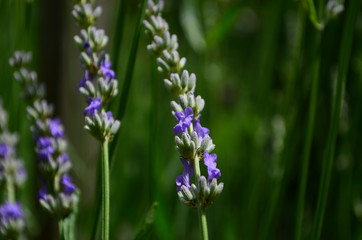 Summer season in Provence - fresh lavanda flowers at pastel colors of ultraviolet tone.