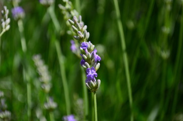 Summer season in Provence - fresh lavanda flowers at pastel colors of ultraviolet tone.