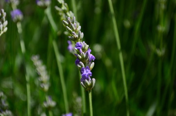 Summer season in Provence - fresh lavanda flowers at pastel colors of ultraviolet tone.