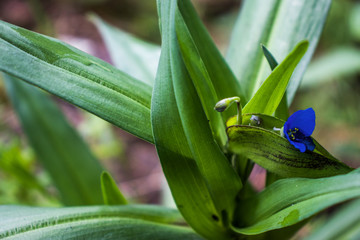 Flor azul