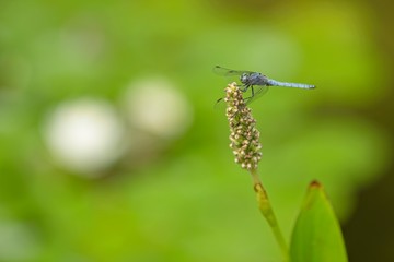 Blue dragonfly resting on a pond plant spike