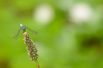 Blue dragonfly resting on a pond plant spike with blurred waterlilies on backgorund.