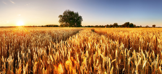 Wheat flied panorama with tree at sunset, rural countryside - Agriculture - obrazy, fototapety, plakaty