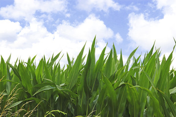 green corn plants, blue and white sky