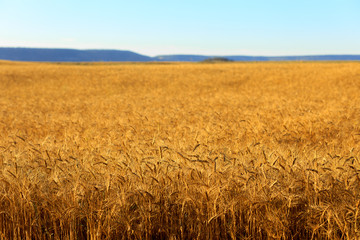 Golden ears of wheat in summer on the field.