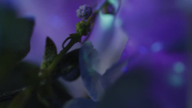 Ultraviolet flowers