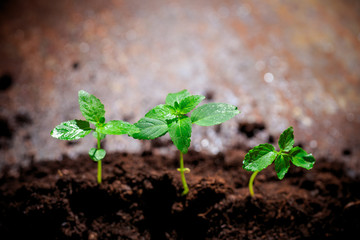 The seedling are growing from the rich soil to the morning sunlight that is shining, ecology concept. - Image