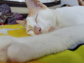 Fototapeta na wymiar cat sleeping on bed
