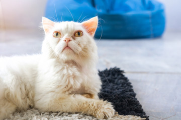 Obraz premium Persian cat lying at home. Pet concept