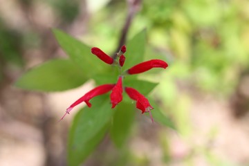 red flower in the garden