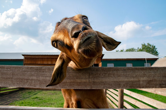 brown goat reaches for the camera behind a wooden fence