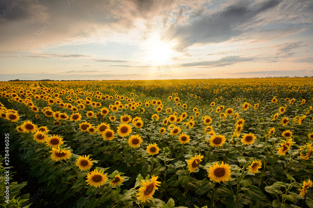 Sticker Field of blooming sunflowers against setting sun in the evening