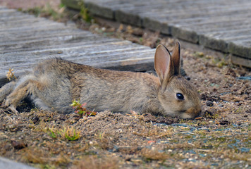 Wild rabbit resting in evening sun in urban house garden.