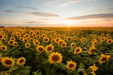 Ländliche Landschaft des Feldes blühender goldener Sonnenblumen während des Sonnenuntergangs in der Ukraine © Vitalii